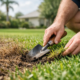 How to Revive St. Augustine Grass in Florida