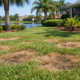 What Causes Brown Lawn Spots in Florida?
