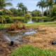 10 Signs of Irrigation Failure in Florida Yards